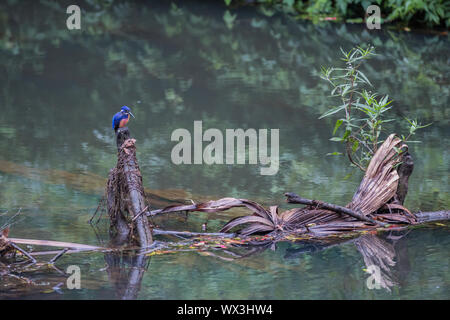 Azure Kingfisher, Eungella NP, Australien Stockfoto