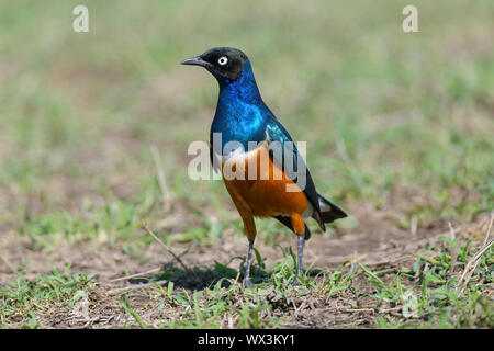 Ausgezeichnete Starling, Lamprotornis Superbus, Masai Mara National Reserve, Kenia, Afrika Stockfoto