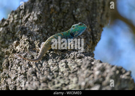 Baum Agama Lizard, Masai Mara National Reserve, Kenia, Afrika Stockfoto