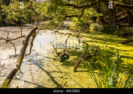 Teich in den Niederlanden vollständig bedeckt mit Wasserlinsen und Alte kaputte Zweige im Wasser versenkt, Bild in der Nähe des Flusses "Regge" Stockfoto