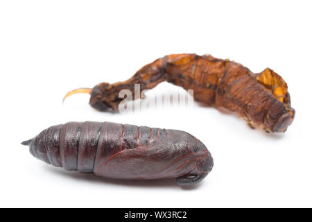 Die leeren Exoskelett oder exuvia eines Liguster Hawk-moth, Sphinx ligustri, dass vor der Verpuppung geworfen wurde. Die chrysalis, oder Puppe kann in der fo gesehen werden. Stockfoto