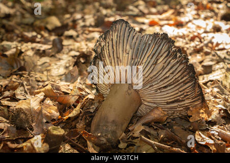 Im Herbst Zeit Decay, getrocknete Laub und eine gebrochene Pilz in schöne weiche braune Farbtöne Stockfoto