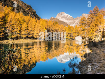 Gelbe Lärchen und Bergsee mit Reflexionen im späten Herbst Stockfoto