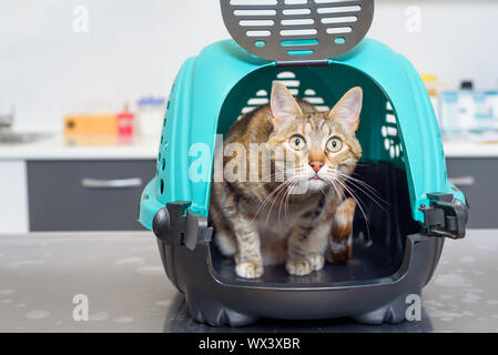 Katze im Käfig an der Tierärztlichen Klinik Stockfoto