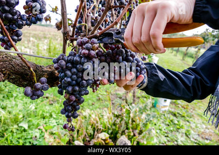 Trauben Ernte im Weinberg im September Nord Italien, rote Trauben für Wein Stockfoto