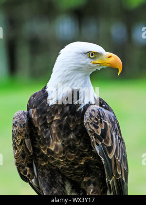 Weißkopfseeadler mit bunten Gefieder und weißen Kopf auf grünem Hintergrund. Erstaunlich Portrait von weißkopfseeadler als Symbol und Nationalvogel der Vereinigten Stockfoto