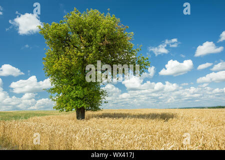 Großer Laubbaum in den Mais wachsen Stockfoto