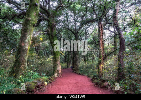 Bijarim Wald Trail Stockfoto
