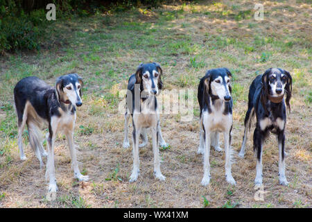 Gruppe der Saluki Windhunden zusammen Stockfoto