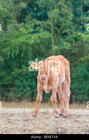Ein Kalb braun stehend gelb Wiese Stockfoto