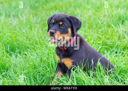 Portrait von Rottweiler Welpen sitzen in der grünen Wiese Stockfoto