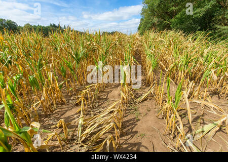 Schäden in der Landwirtschaft getrockneten Mais Pflanzen im Sommer Stockfoto