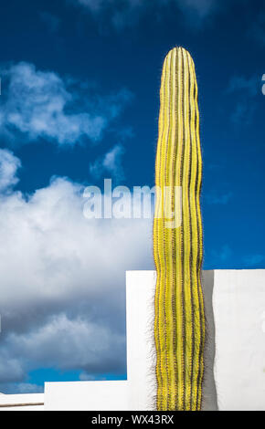 Riesigen Kakteen über blauen Himmel, Lanzarote, Kanarische Inseln, Spanien Stockfoto