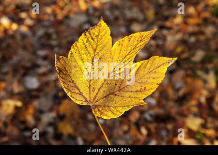 Ein Blatt im Herbst, Witten, Ruhrgebiet, Nordrhein-Westfalen, Deutschland, Europa Stockfoto