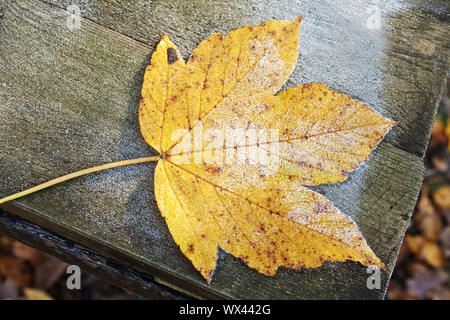 Ein Blatt im Herbst, Witten, Ruhrgebiet, Nordrhein-Westfalen, Deutschland, Europa Stockfoto