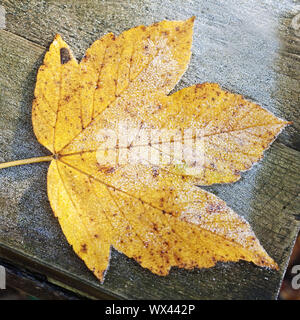 Ein Blatt im Herbst, Witten, Ruhrgebiet, Nordrhein-Westfalen, Deutschland, Europa Stockfoto