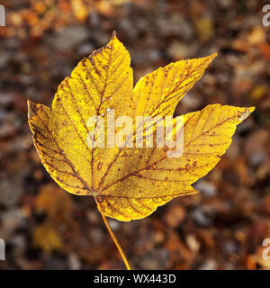 Ein Blatt im Herbst, Witten, Ruhrgebiet, Nordrhein-Westfalen, Deutschland, Europa Stockfoto