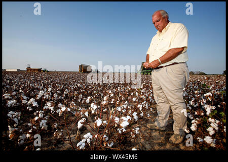 Billy Joe Ragland prüft seine Baumwolle als Harvester durch Dürre geht Baumwollfeldern am 16. September 2006 beschädigt. Die Pflanzen sind zu klein, um effizient abgeholt zu werden, wodurch die Ernte um 30%. Stockfoto