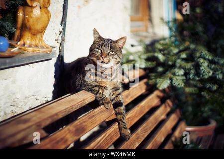 Eine graue Katze sitzt auf einer Bank Stockfoto