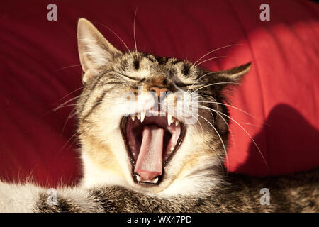 Hauskatze, Hauskatze (Felis silvestris f. catus), Gähnen, Deutschland Stockfoto