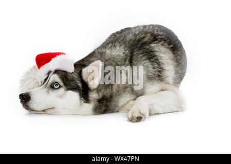 Häuslich Siberian Husky das Tragen eines Santa Hut Stockfoto