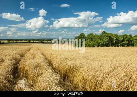 Spuren von Rädern in Triticale, Horizont und Wolken im Himmel Stockfoto