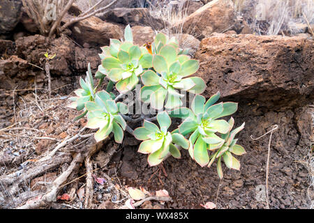 Grüne Rosetten von Sukkulenten Aeonium arboreum Stockfoto