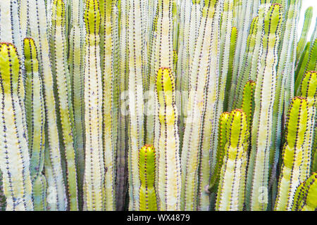 Für viele Stämme der Wolfsmilch Cactus Stockfoto