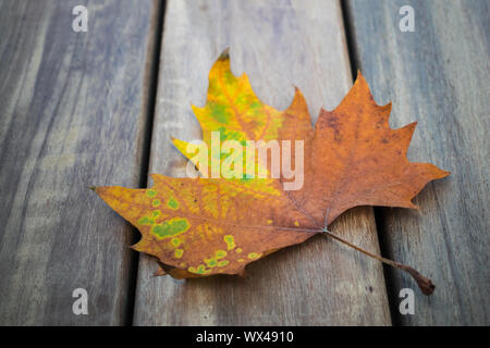 Herbst trocken Blatt auf Holz- Oberfläche Stockfoto