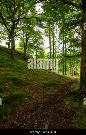 Wenig verwendeter Weg durch Bäume eines Waldes, England Stockfoto