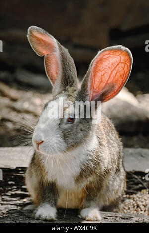 Portreit eines Kaninchens Stockfoto