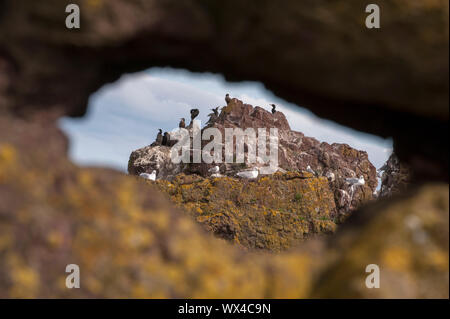 Dunbar ist eine Stadt im Südosten von Schottland. Stockfoto