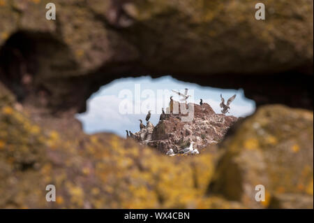 Dunbar ist eine Stadt im Südosten von Schottland. Stockfoto