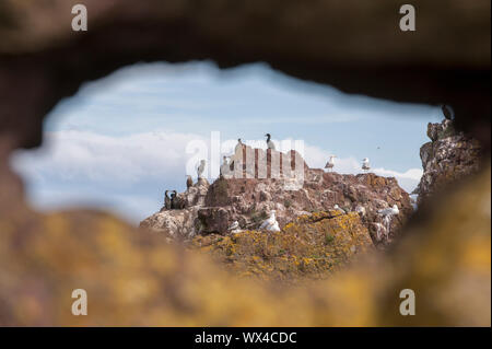 Dunbar ist eine Stadt im Südosten von Schottland. Stockfoto