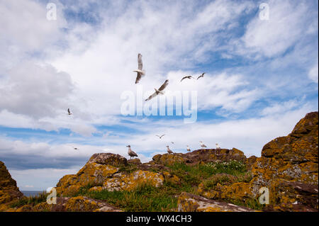 Dunbar ist eine Stadt im Südosten von Schottland. Stockfoto