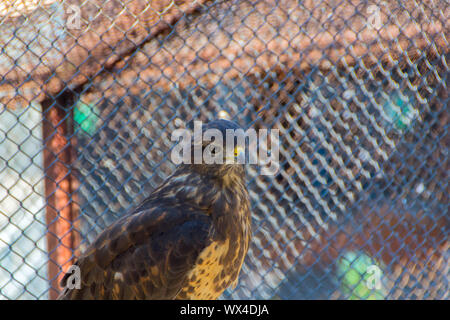 Nahaufnahme der Falcon's Kopf. Stolz Vogel - Bild Stockfoto