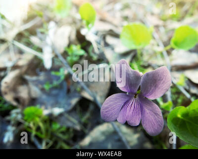 Englisch Veilchen (Viola sp.) am Frühling in den feuchten Wald, der hygrophytes Stockfoto