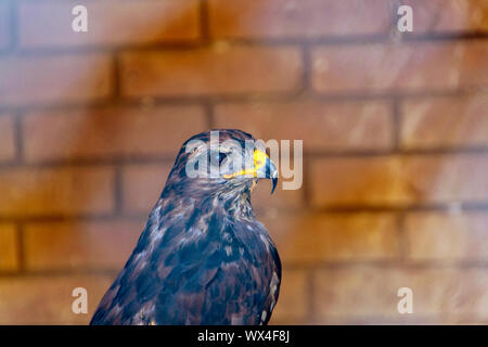 Nahaufnahme der Falcon's Kopf. Stolz Vogel - Bild Stockfoto