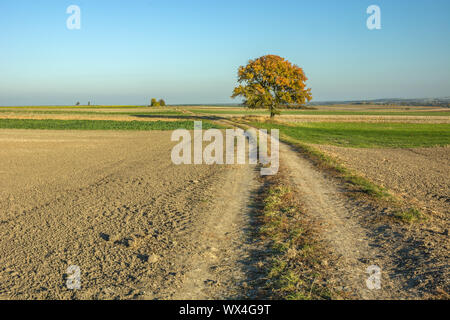 Unbefestigte Straße durch gepflügten Feldern und im Herbst einsamer Baum Stockfoto