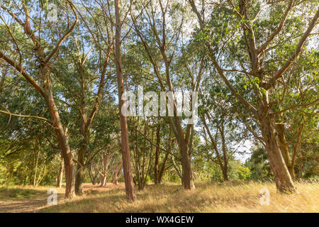 Eukalyptusbäumen im gondwanaland an Marken Hall, Garten und Arboretum, Coggeshall, Essex, England, Vereinigtes Königreich. Stockfoto