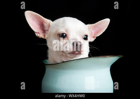 Nachdenklich Chihuahua Stockfoto