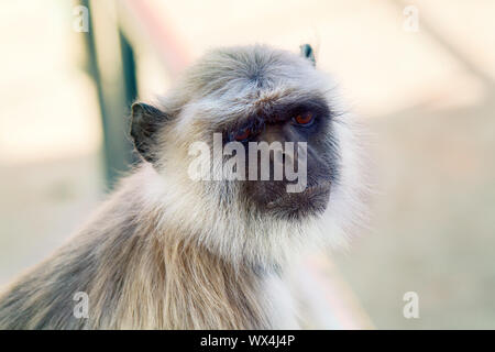 Langur affe Portrait auf dem Hintergrund der antiken Tempel Stockfoto