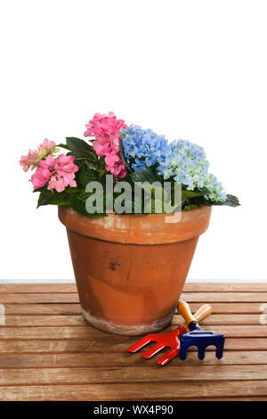 Gärtnern mit rosa und Blaue Hortensie in Blumentopf Stockfoto