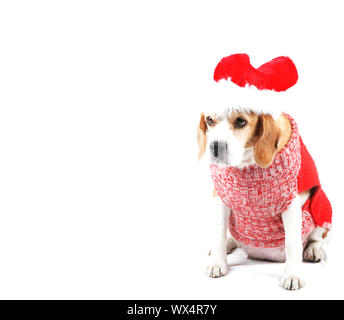 Süße Weihnachten Welpe Hund Stockfoto