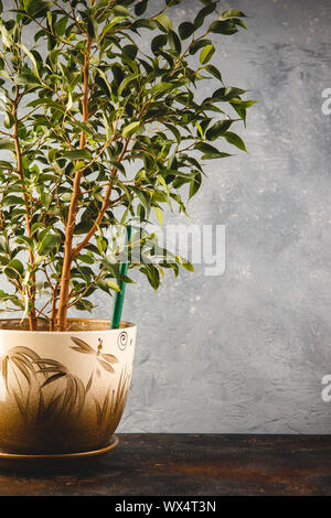 Anlage Ficus benjamina in einem Topf auf grauem Hintergrund Stockfoto