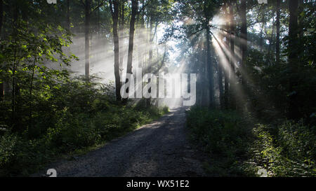 Sonnenstrahlen kommen durch Nebel in den Blue Ridge Mountains von North Georgia, USA. Stockfoto