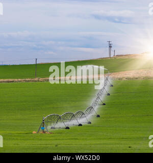 Sprinklerschutz für die Bewässerung Bewässerung pflanzen auf fruchtbares Ackerland Stockfoto