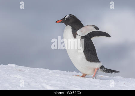 Gentoo Penguins auf Eisberg