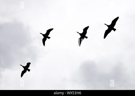 Gabriel Hounds. Phänologie Herbst des Lebens. Stockfoto