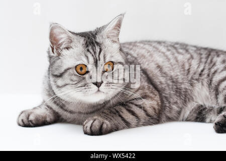 Schottische strite junge Katze Stockfoto